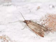 Mites alimentaires: ces 5 astuces naturelles pour s’en débarasser