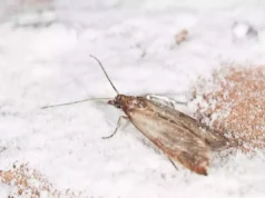 Mites alimentaires: ces 5 astuces naturelles pour s’en débarasser