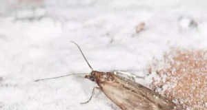 Mites alimentaires: ces 5 astuces naturelles pour s’en débarasser