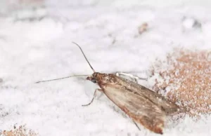 Mites alimentaires: ces 5 astuces naturelles pour s’en débarasser