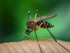 Moustique tigres : les gestes à avoir pour éviter de se faire piquer