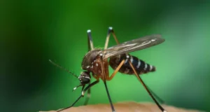 Moustique tigres : les gestes à avoir pour éviter de se faire piquer