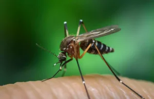 Moustique tigres : les gestes à avoir pour éviter de se faire piquer