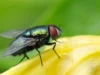 Invasion de mouches à domicile : des solutions naturelles pour les chasser