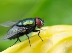 Invasion de mouches à domicile : des solutions naturelles pour les chasser