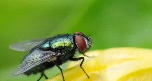 Invasion de mouches à domicile : des solutions naturelles pour les chasser