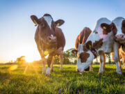 Maladie hémorragique épizootique : premiers cas détectés en France