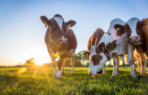 Maladie hémorragique épizootique : premiers cas détectés en France