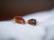 Punaises de lit : un foyer sur dix est infecté en France