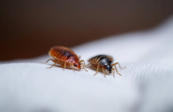 Punaises de lit : un foyer sur dix est infecté en France