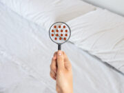 Punaises de lit : 4 faits étonnants que vous ignorez sûrement