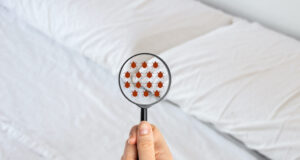 Punaises de lit : 4 faits étonnants que vous ignorez sûrement