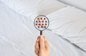 Punaises de lit : 4 faits étonnants que vous ignorez sûrement