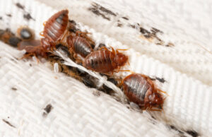 Punaises de lit: ce n’est «pas un motif à une panique générale». Vraiment ?