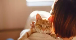 Allergique aux chats ? Un nouveau vaccin à l’étude