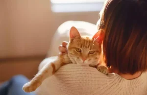 Allergique aux chats ? Un nouveau vaccin à l’étude