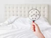 Punaises de lit : comment vous prémunir des risques ?