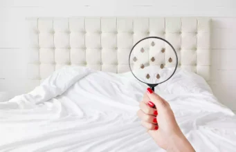 Punaises de lit : comment vous prémunir des risques ?