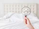 Punaises de lit : comment vous prémunir des risques ?