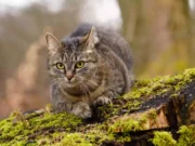 Premier cas de rage en France depuis 1924