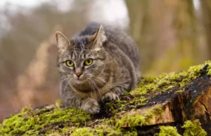 Premier cas de rage en France depuis 1924