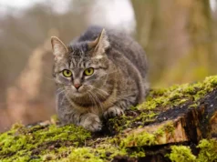 Premier cas de rage en France depuis 1924