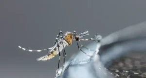 Pourquoi les moustiques sont-ils toujours actifs à cette saison ?
