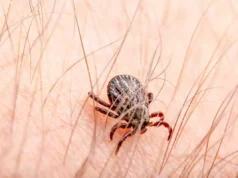 Allergie aux acariens : ces signes à ne pas négliger