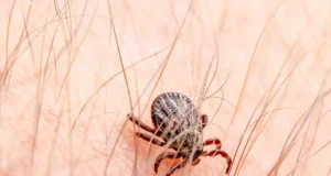 Allergie aux acariens : ces signes à ne pas négliger