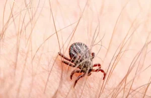 Allergie aux acariens : ces signes à ne pas négliger