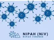 Le virus Nipah pourrait être responsable de la prochaine pandémie
