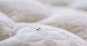 Ces erreurs à ne pas faire quand on est infesté par les punaises de lit