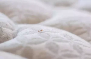 Ces erreurs à ne pas faire quand on est infesté par les punaises de lit