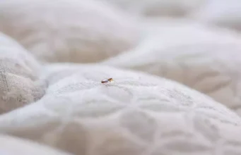 Ces erreurs à ne pas faire quand on est infesté par les punaises de lit