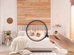 Qu’est-ce que détestent les punaises de lits ?