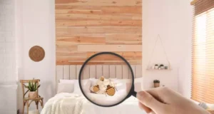 Qu’est-ce que détestent les punaises de lits ?