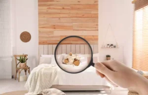 Qu’est-ce que détestent les punaises de lits ?