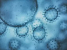 Nouvelle découverte chez les chauves-souris qui relance l’origine du Covid