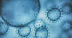 Nouvelle découverte chez les chauves-souris qui relance l’origine du Covid