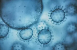 Nouvelle découverte chez les chauves-souris qui relance l’origine du Covid