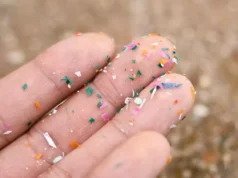 Des microplastiques trouvés dans le placenta s’inquiètent les chercheurs