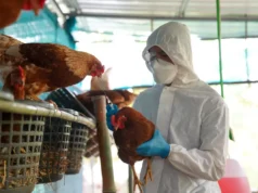 Grippe aviaire : le risque d’une épidémie en France est «réel» selon un virologue