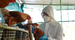 Grippe aviaire : le risque d’une épidémie en France est «réel» selon un virologue