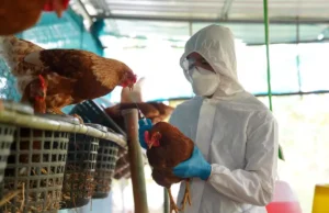 Grippe aviaire : le risque d’une épidémie en France est «réel» selon un virologue