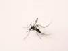 Un moustique porteur d’un virus mortel aux États-Unis