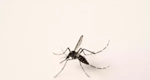 Un moustique porteur d’un virus mortel aux États-Unis