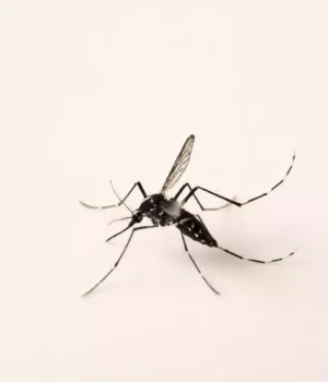 Un moustique porteur d’un virus mortel aux États-Unis