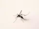 Un moustique porteur d’un virus mortel aux États-Unis