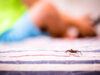 Piqûre d’araignée : photo, cloque, comment savoir ?