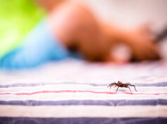 Piqûre d’araignée : photo, cloque, comment savoir ?